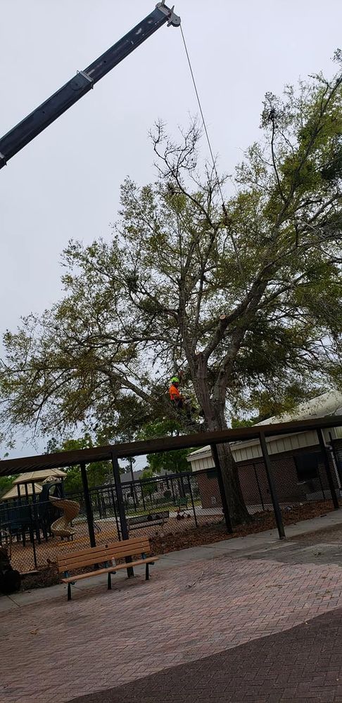 Tree Removal for Daniel Hickey’s Tree Service in DeLand, FL