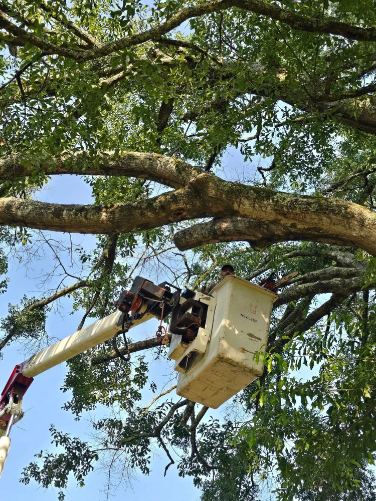 Tree Removal for Breaktime Tree Trimming & Removal in Oakdale, LA