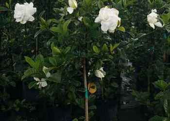 All Photos for Cunningham's Lawn & Landscaping LLC in Daytona Beach, Florida