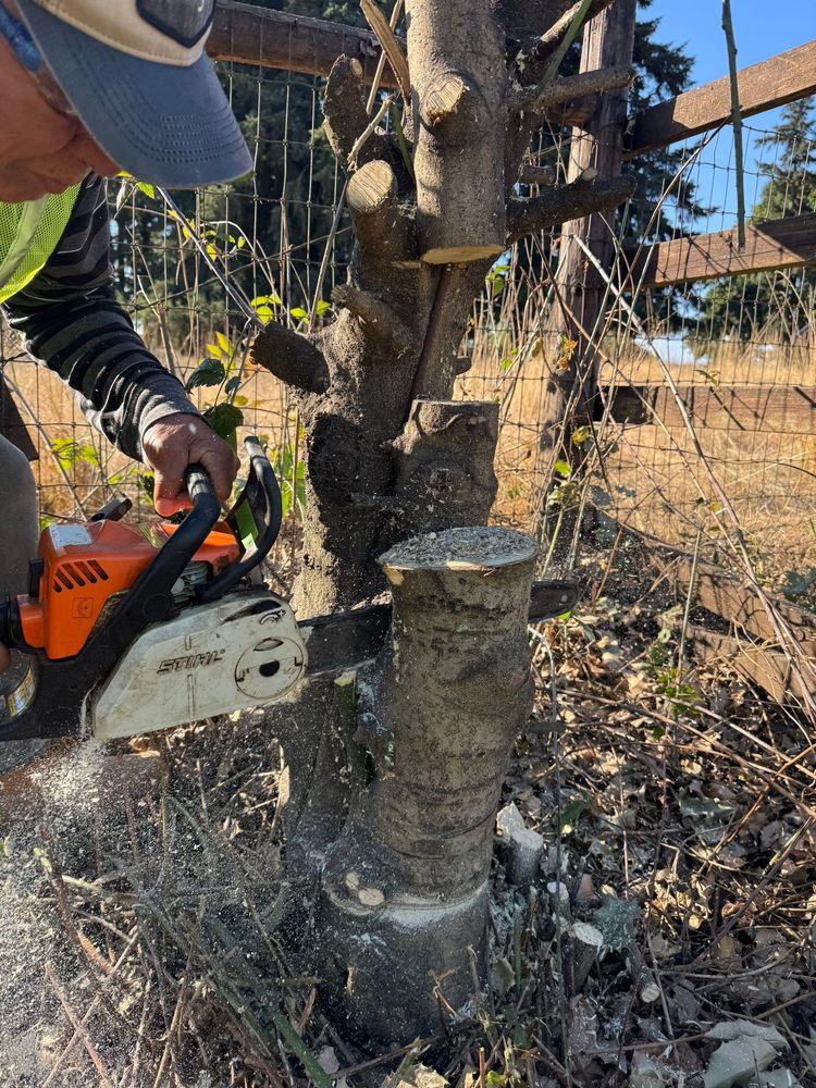 All Photos for Willamette Landscaping and Tree Services in Albany, OR