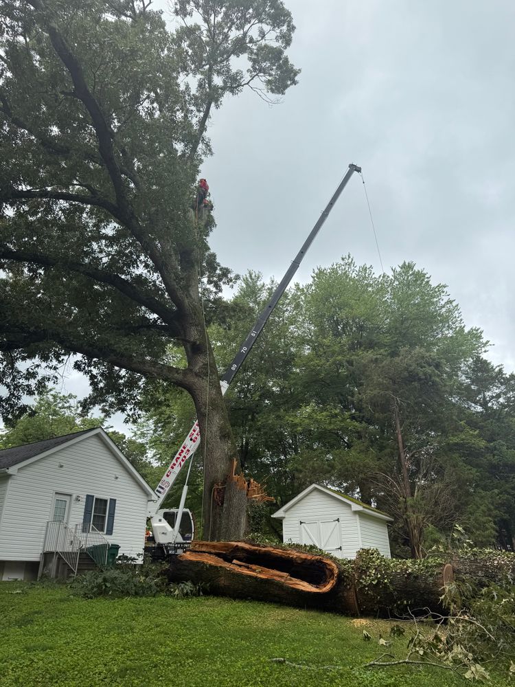 All Photos for Branch Out Tree Care LLC in Fredericksburg, VA