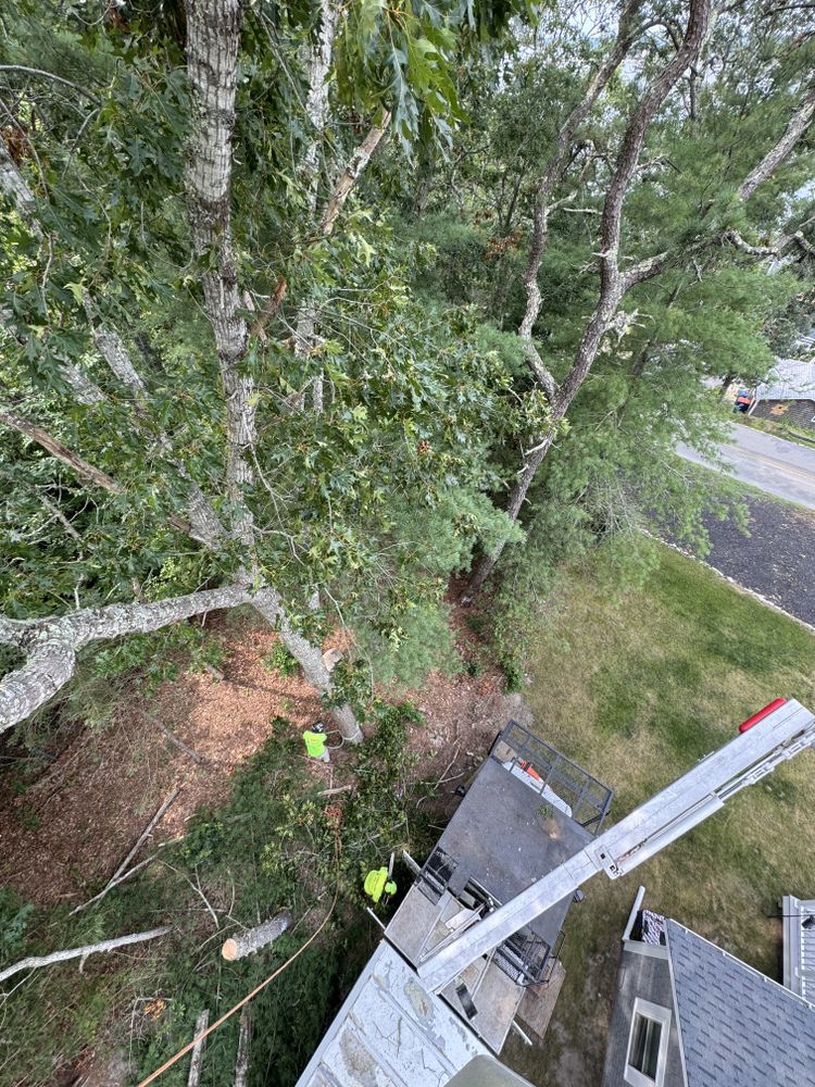 Tree Removal for Robery's Tree Service in West Wareham, MA