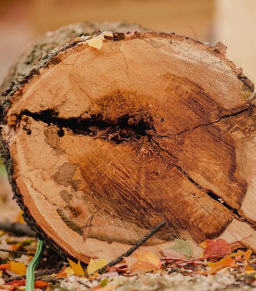 Tree Removal for Timber Ninja Service in Lexington, KY