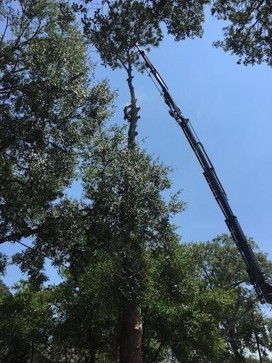 All Photos for Braun Tree Service  in Floresville, Texas