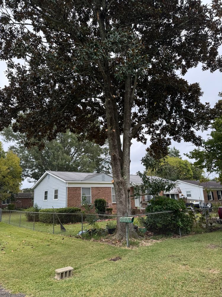 Tree Removal for Tucker's Tree Service and Stump Grinding in Lugoff, SC