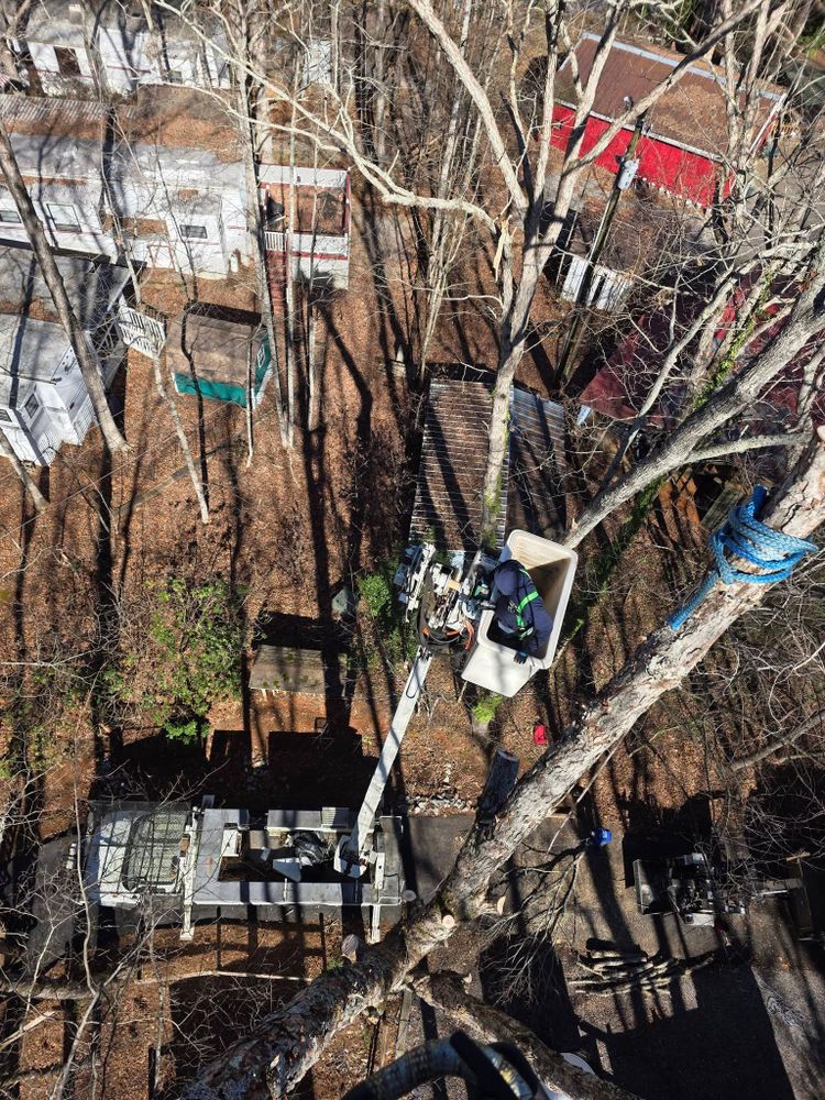 All Photos for Bobcat Bob in Clermont, GA