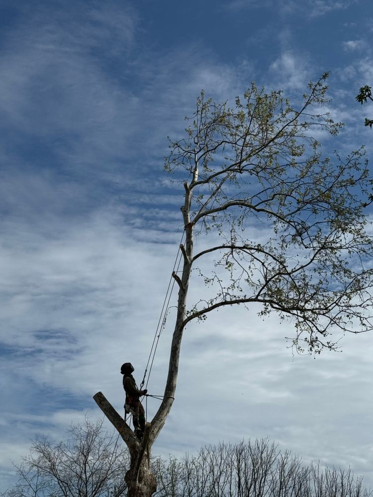 All Photos for Houtz Tree Service in Lexington, KY