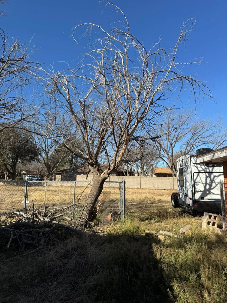 Tree Removal for Lion In The Tree Trimming Service in Big Spring, TX