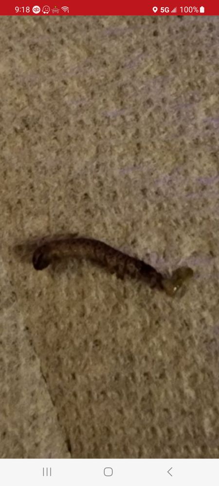 All Photos for Niko's Pest Control in Las Vegas, NV