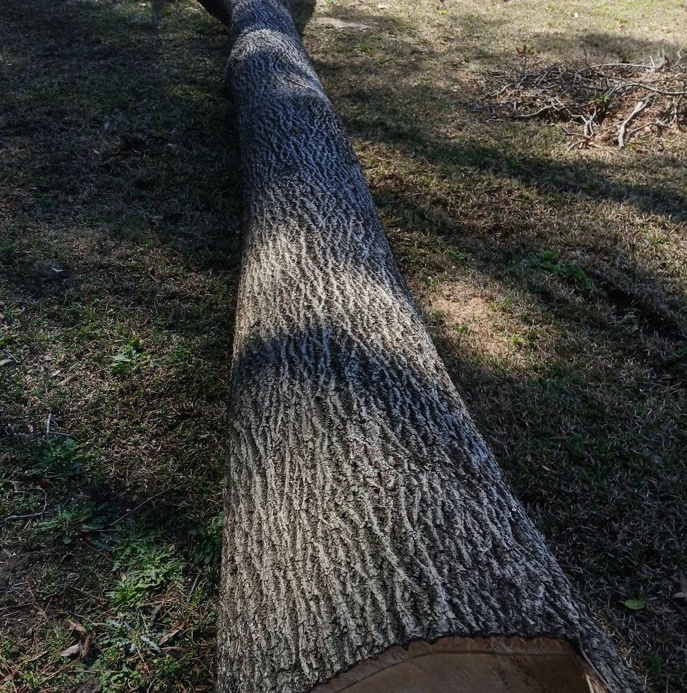 Our Tree Removal service provides safe, efficient removal of unwanted or hazardous trees, enhancing your property's appearance and safety. Trust our skilled team to handle any tree size with care and precision. for Kingdom Riderz Hauling And Tree Service in Tar Heel, NC