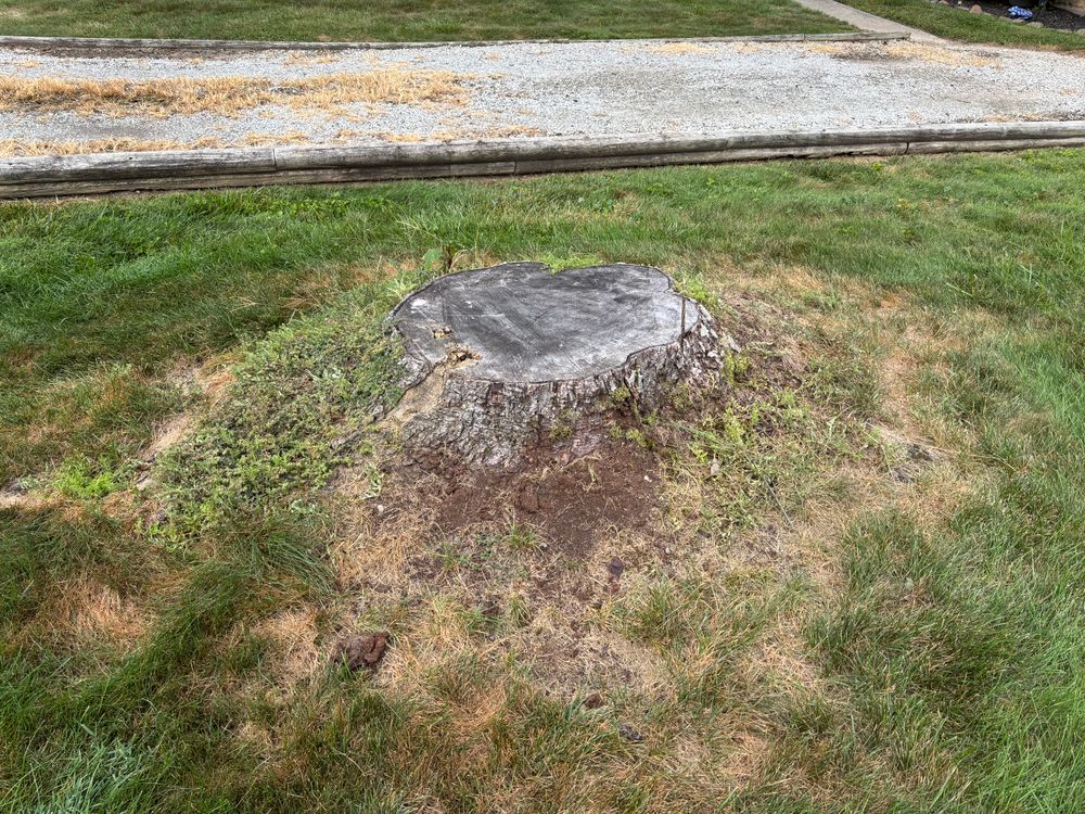 All Photos for Conrad's Stump Removal in Columbus, IN