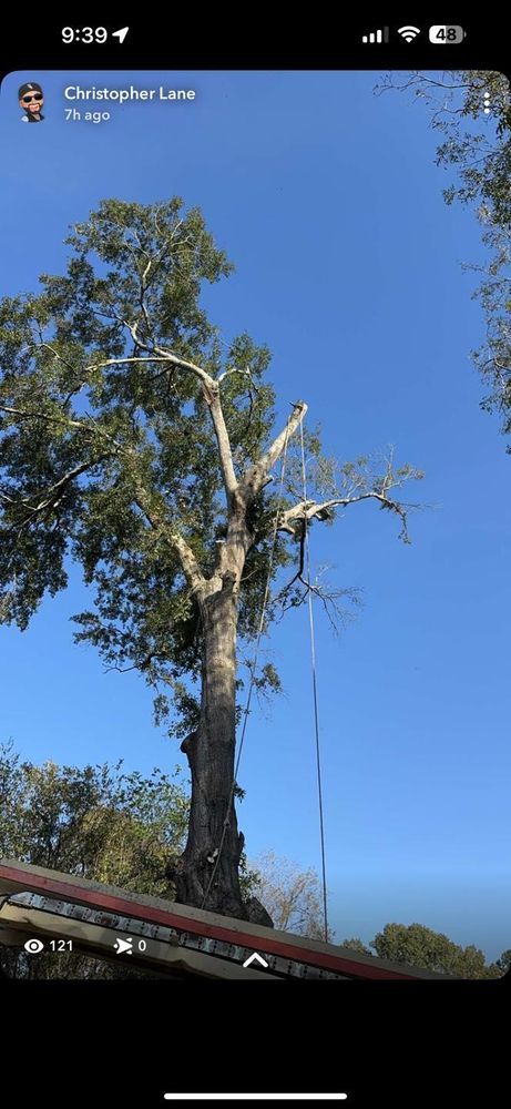 All Photos for Morace Tree Service in Natchez,,  MS