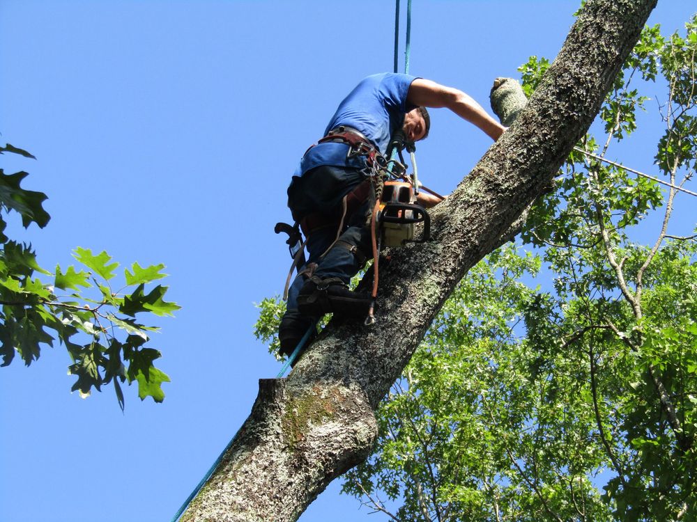 Other Services for Professional Tree Service USA in Chattanooga, TN