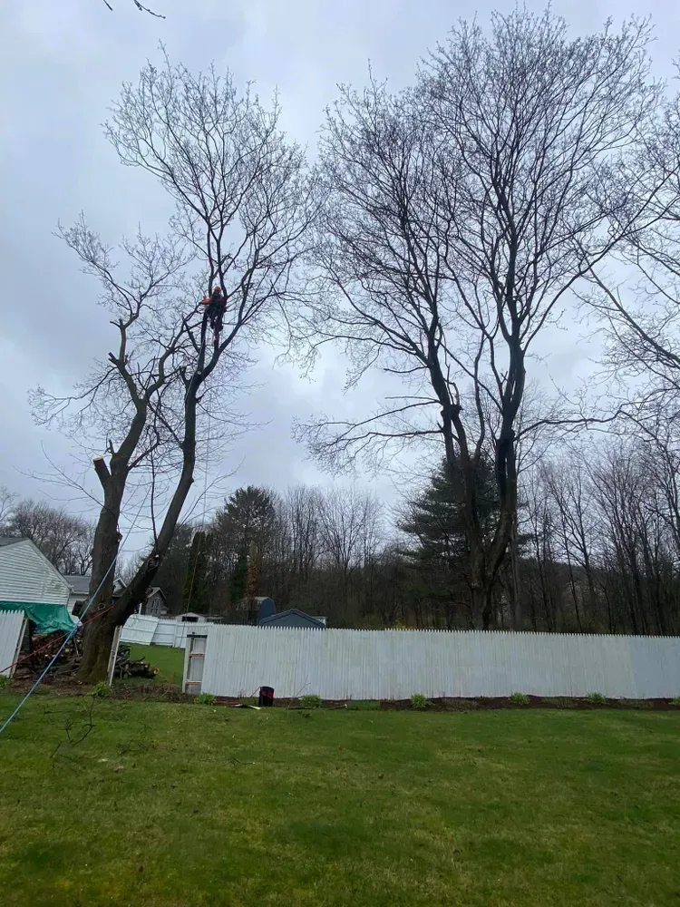 Emergency tree services for Licensed to Cut Tree Service in Athens, PA
