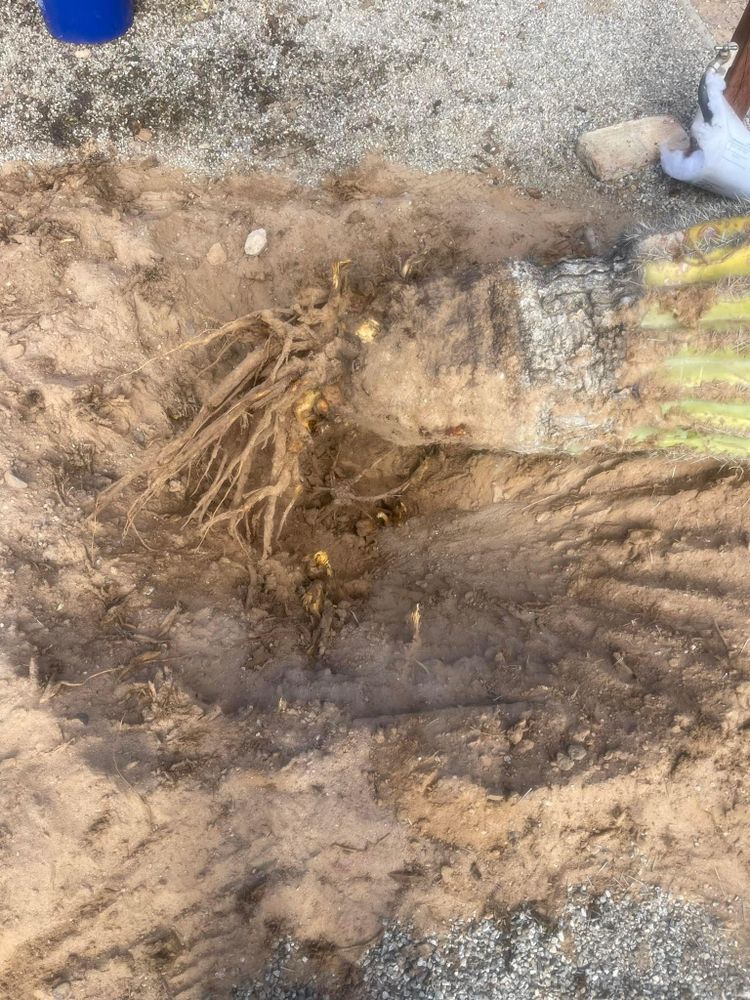 All Photos for Oliver L. Palm & Tree services in Yuma County, AZ