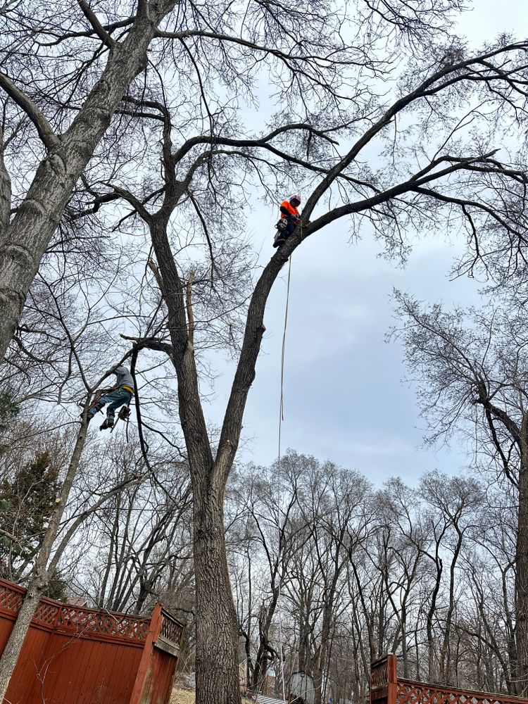 All Photos for Cross Family Tree Service in Kearney, MO