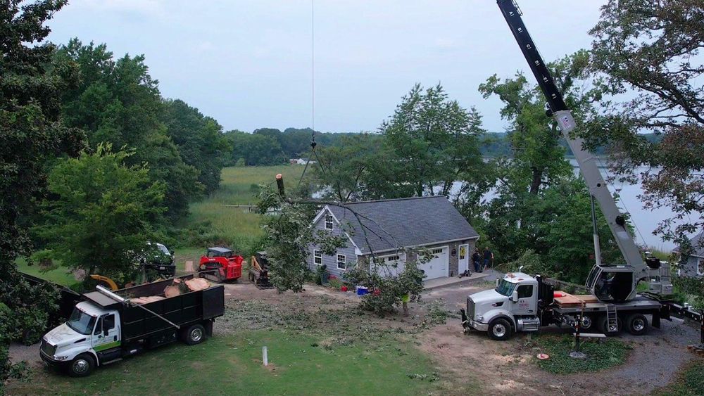 All Photos for Branch Out Tree Care LLC in Fredericksburg, VA
