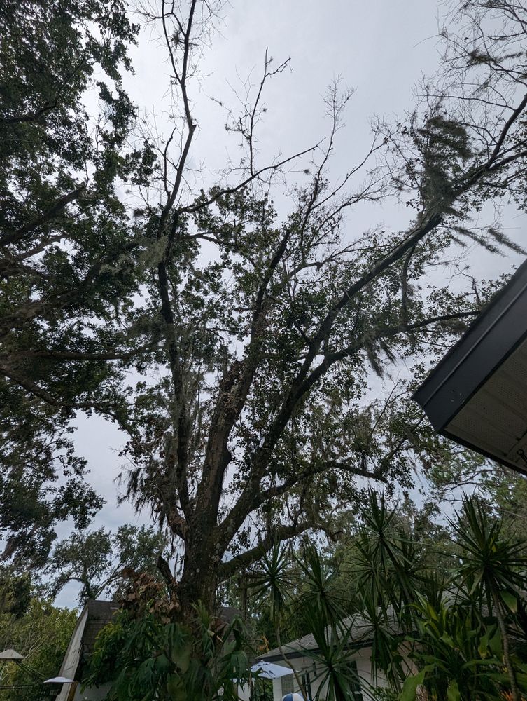 All Photos for Regal Tree Service and Stump Grinding in Wauchula, FL