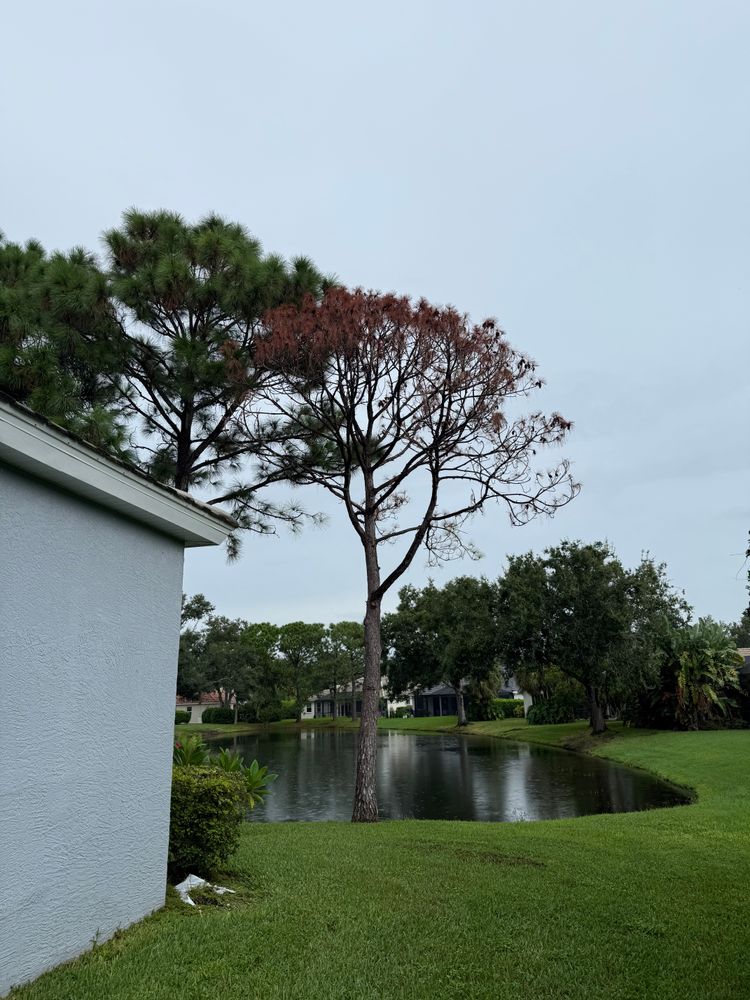 Tree Removal for Damian’s Tree Care in Sarasota, FL