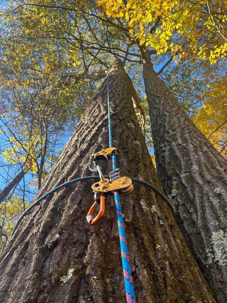 All Photos for Total Tree Service in Washington, NJ