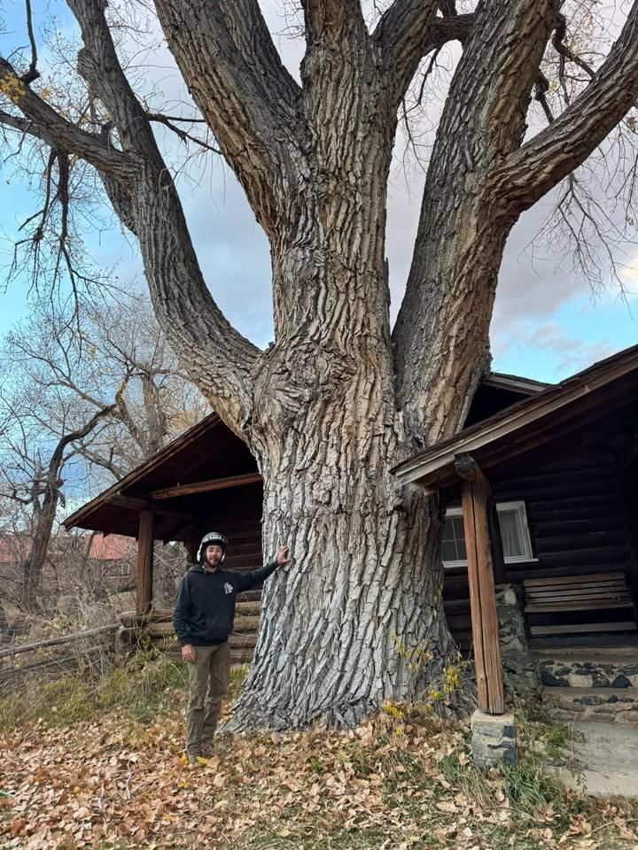 All Photos for Clean Cut Tree Service in Gillette, WY