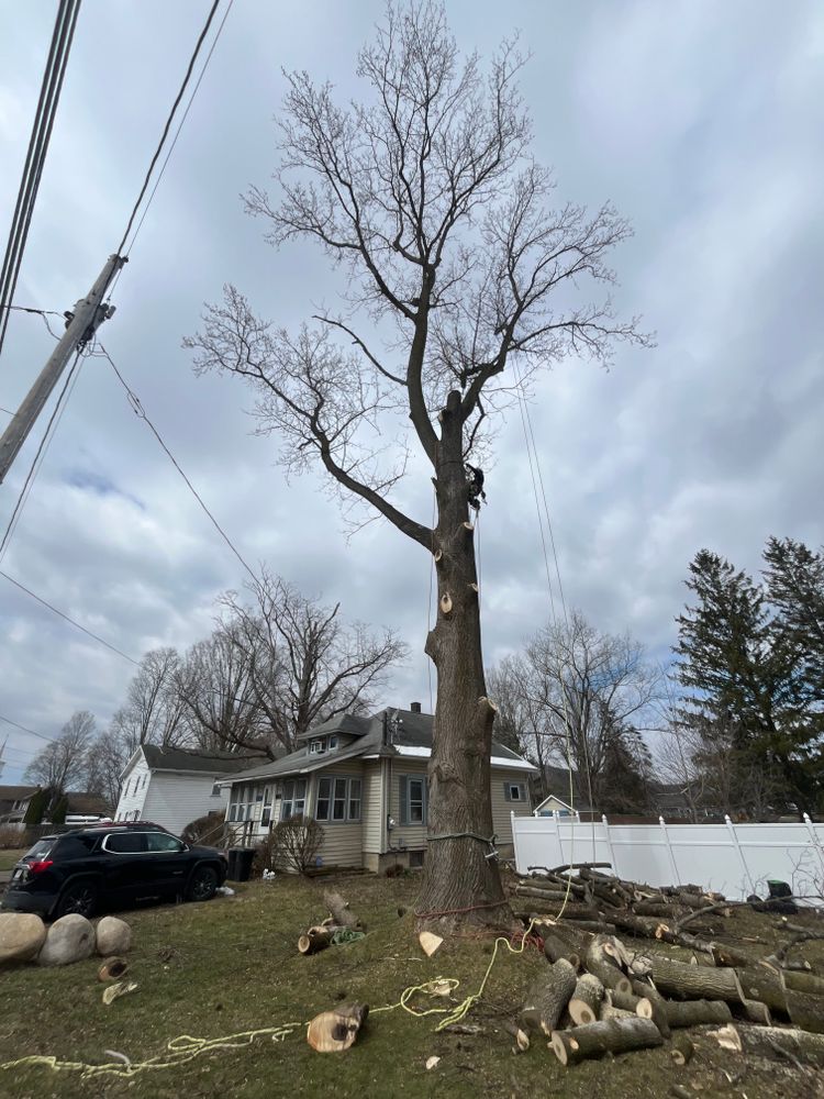All Photos for Licensed to Cut Tree Service in Athens, PA