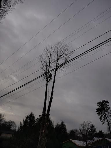 All Photos for Rush Tree Specialist in Knoxville, TN