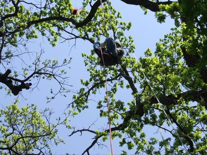 All Photos for TLC Professional Tree Service in Bedford, TX