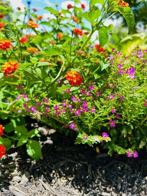 All Photos for Rustic Roots Landscaping in Austin, TX