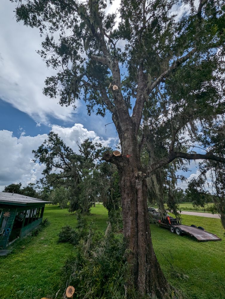All Photos for Regal Tree Service and Stump Grinding in Wauchula, FL