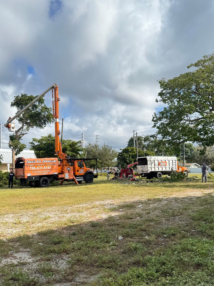 All Photos for Sam's Tree Service in Miami Beach,  FL