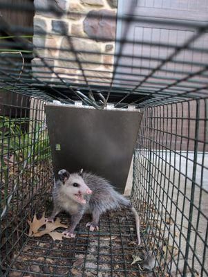 All Photos for Topper's Wildlife Removal in Garland, TX
