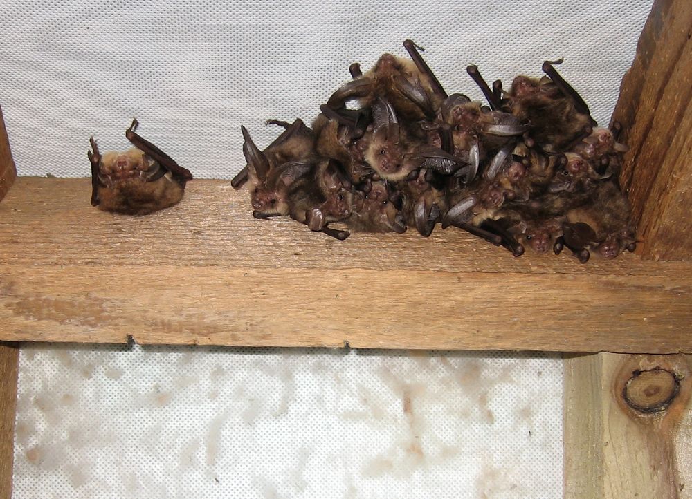 Wildlife Control for Toppers Wildlife Removal in Garland, TX
