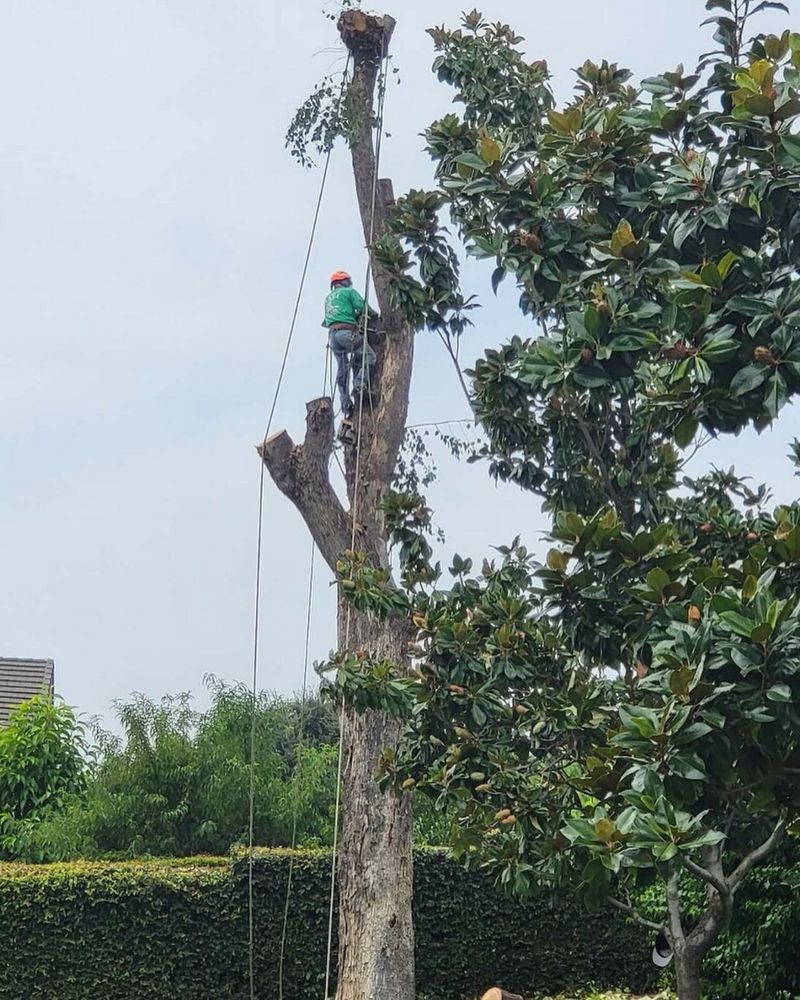 Enhance your landscape's beauty and safety with our professional tree trimming service, improving tree health while preventing potential hazards. Enjoy precise, expert care for thriving and aesthetically pleasing greenery at home. for Maya Tree Service in La Puente, CA
