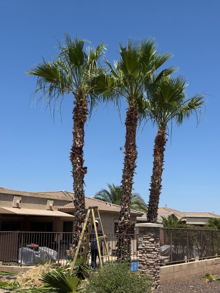 All Photos for Patriot Tree Service in Mesa, AZ
