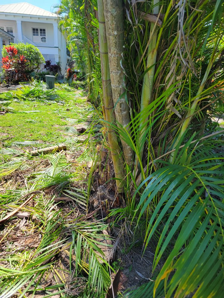All Photos for L & J Palm Tree & Lawn Care Services in Jupiter, FL
