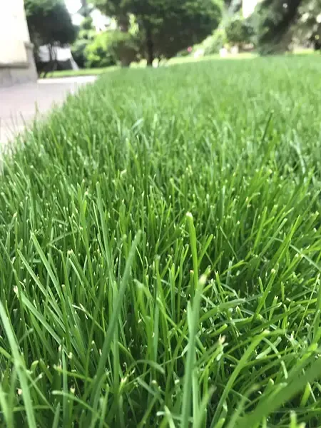 Lawn Care for Bermuda Blades in Hope Mills, NC