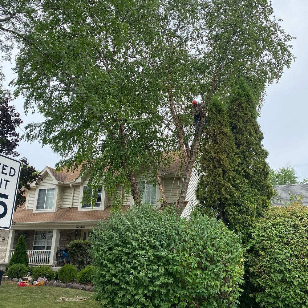 Tree Removal for Moreno Landscaping in Mundelein, IL