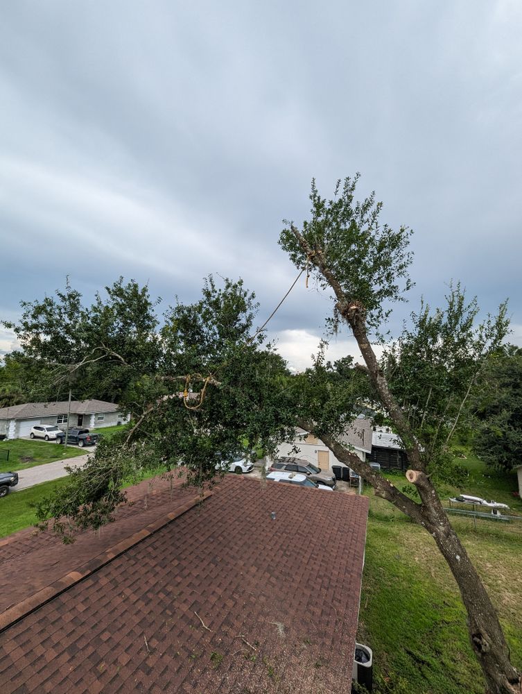 All Photos for Regal Tree Service and Stump Grinding in Wauchula, FL