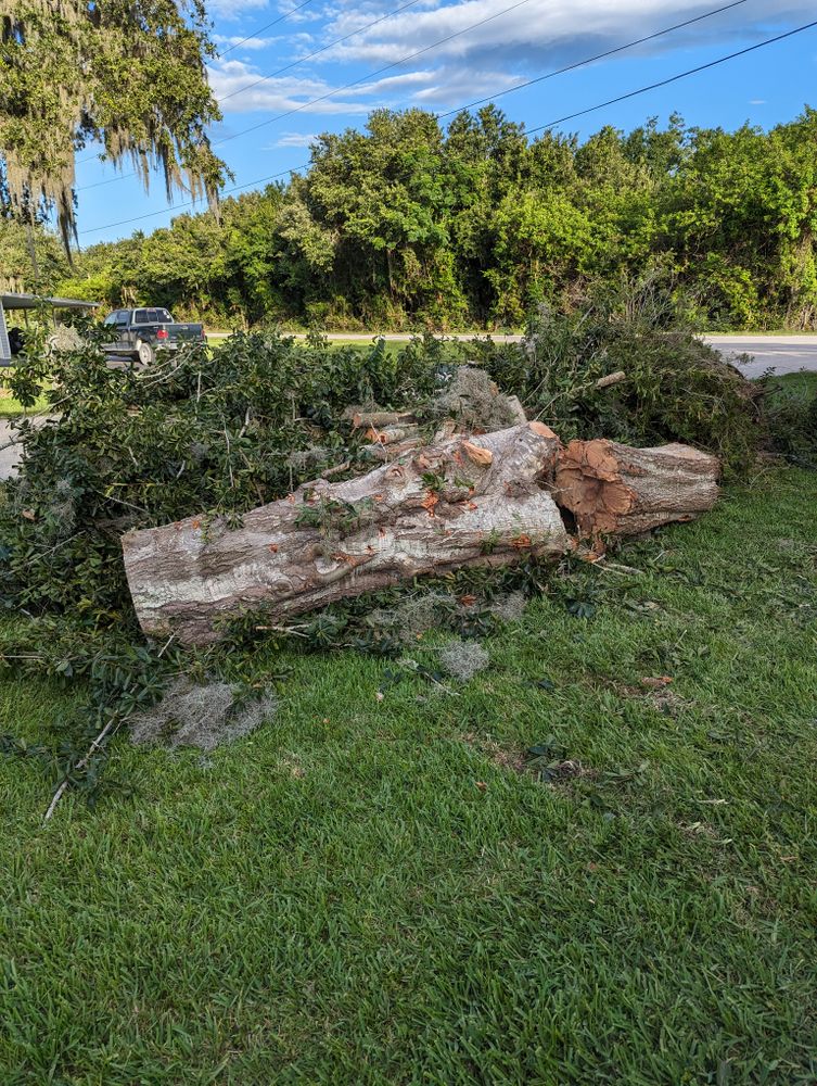 All Photos for Regal Tree Service and Stump Grinding in Wauchula, FL