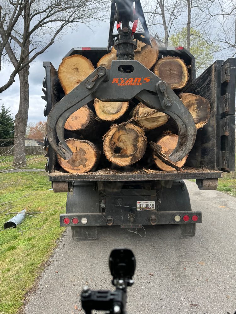 Tree Removal for Empire Tree Services in Mechanicsville, MD