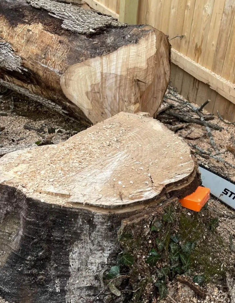 Our Tree Removal service ensures safe, efficient removal of unwanted or hazardous trees from your property, protecting your landscape and enhancing safety while prioritizing environmental responsibility and customer satisfaction. for T's Trees in Albany, NY