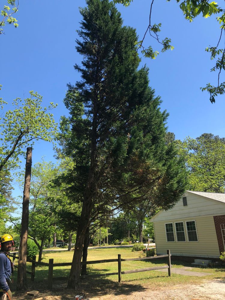 Tree Removal for Tucker's Tree Service and Stump Grinding in Lugoff, SC