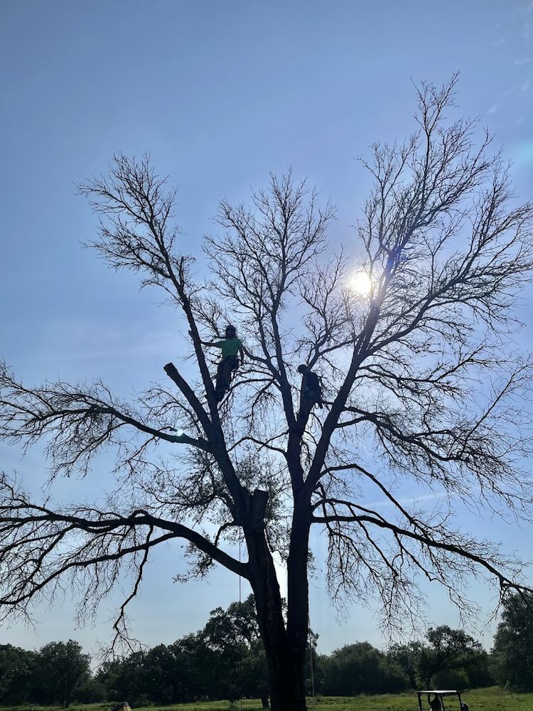 We are ISA certified Arborists. Our professional tree removal service ensures safe and efficient trimming or complete removal of trees, enhancing your property's appearance while protecting structures and promoting healthy landscape growth. for Blade Runner Landscapes in Austin, TX