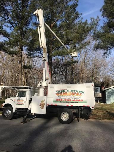 All Photos for Loockerman's Tree and Stump Removal in Dover, DE