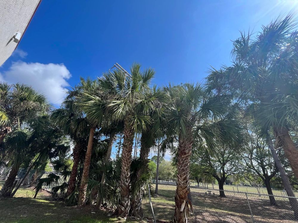 All Photos for Verimay's Garden and Landscaping in Hillsborough County, FL