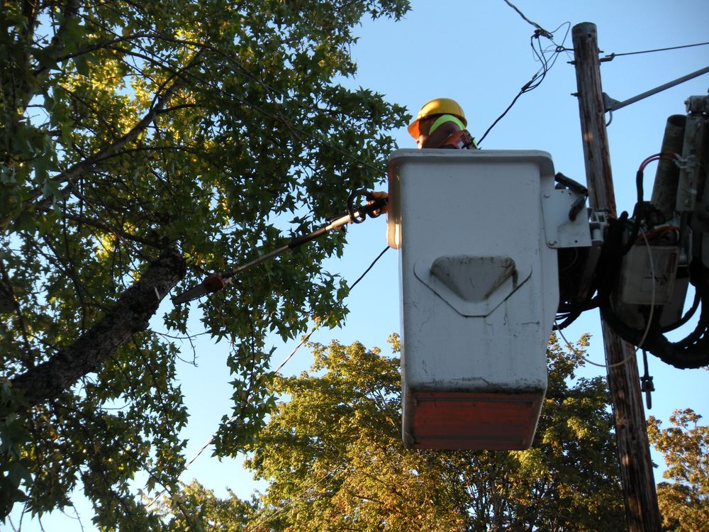 Tree trimming  for Willamette Landscaping and Tree Services in Albany, OR