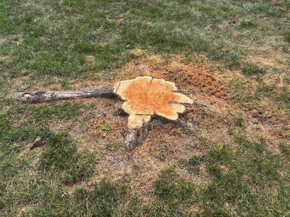 All Photos for Conrad's Stump Removal in Columbus, IN