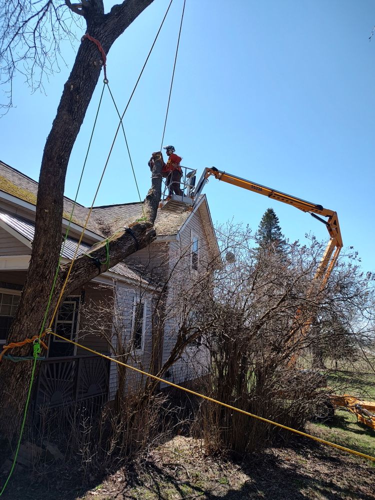 All Photos for Bear Creek Tree Service LLC in Rudyard, MI