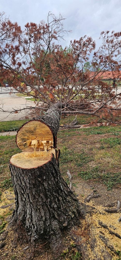 All Photos for Servin's Tree Care  in Houston, TX